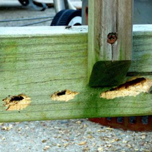 carpenter-bee-damage-1 - Home Inspections