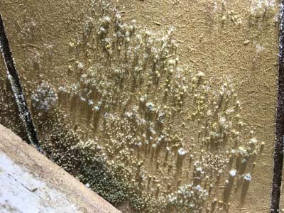 mold in the basement during a mold inspection in Columbus Ohio